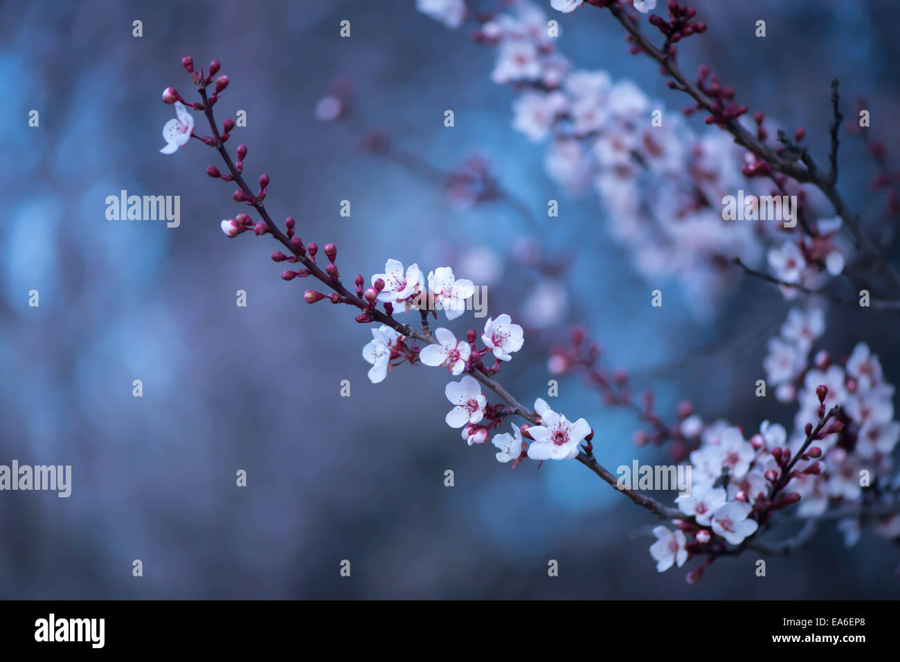 Winter blackthorn hires stock photography and images Alamy