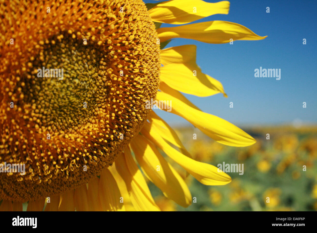 Close-up of sunflower in a field Stock Photo - Alamy