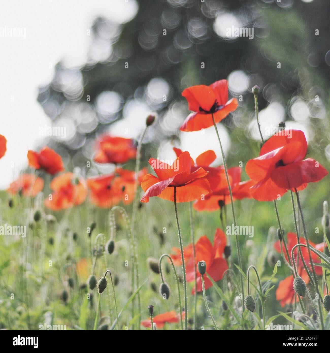 Red poppy flowers in a field, England, United Kingdom Stock Photo