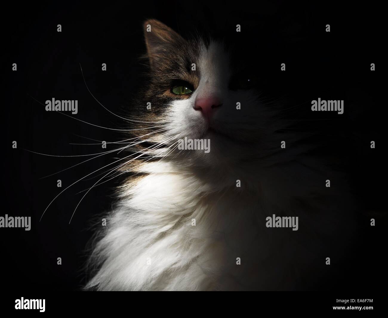 Portrait of a cat in the sunlight Stock Photo - Alamy
