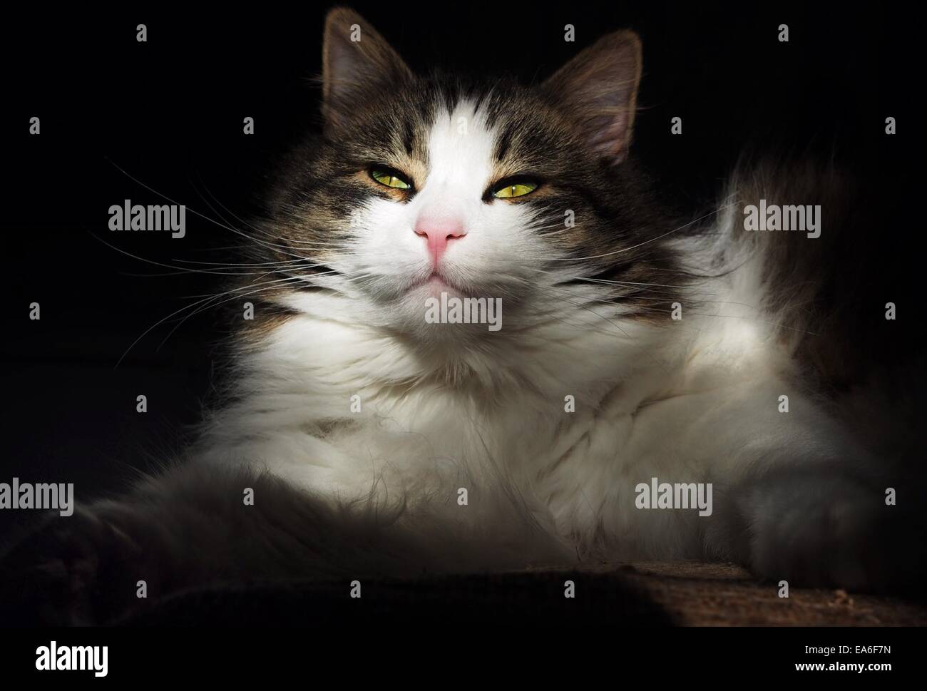 Portrait of a Cat lying in the sunlight Stock Photo - Alamy