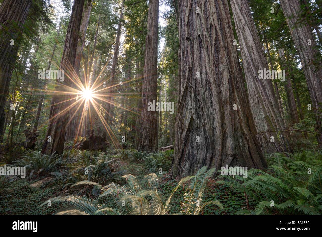 USA, California, Humboldt Count, Eureka, Redwood National Park, Deep in forest Stock Photo
