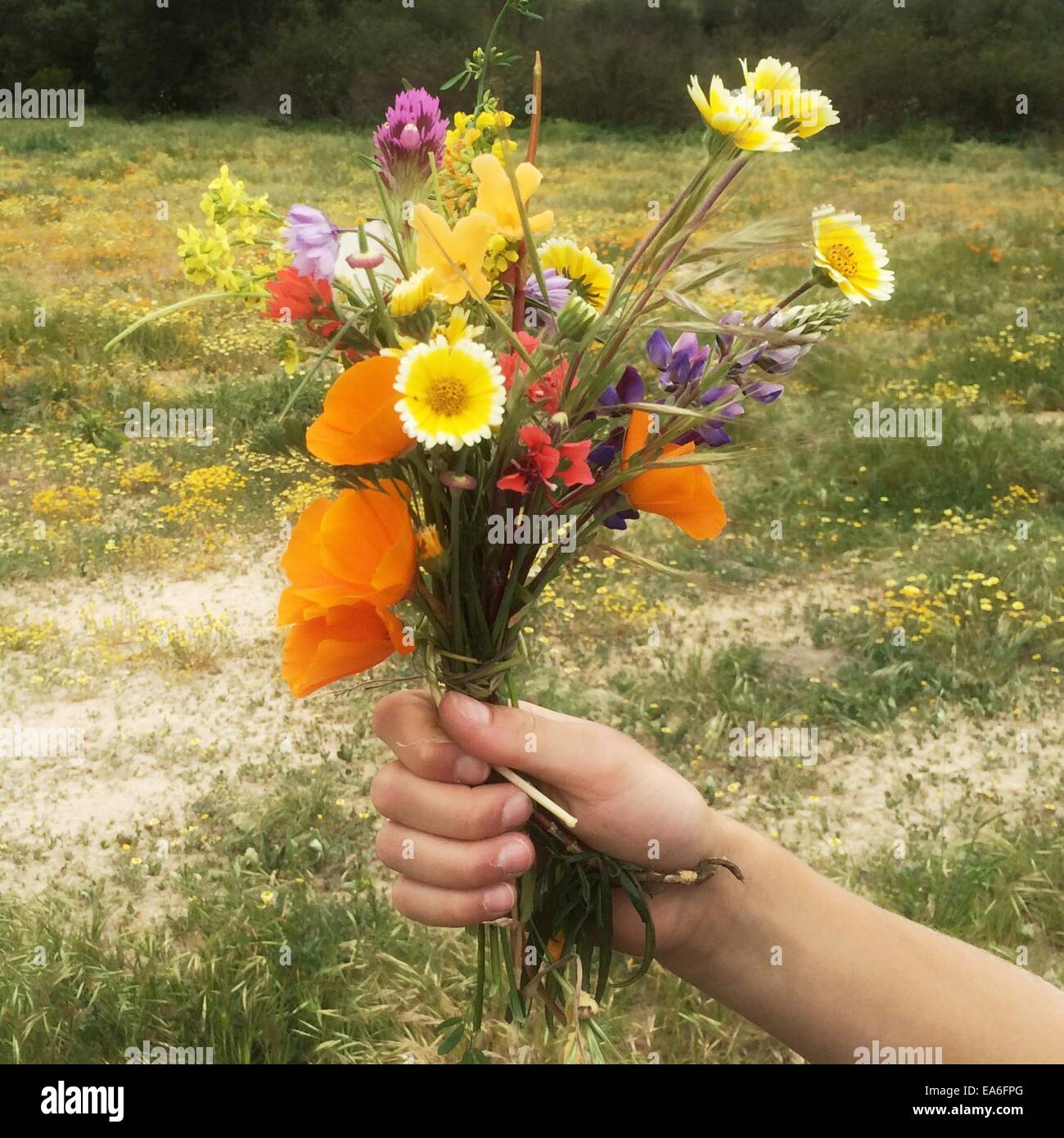 Hand holding bunch of flowers Stock Photo