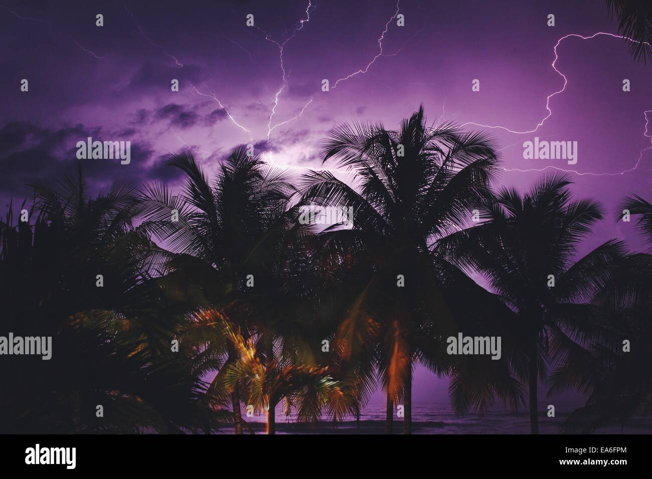 Lightning over palm trees Stock Photo Alamy