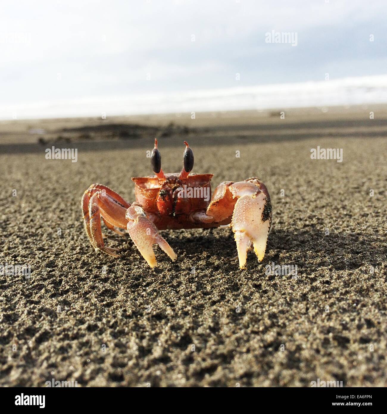 Close-up of crab on beach, California, United States Stock Photo