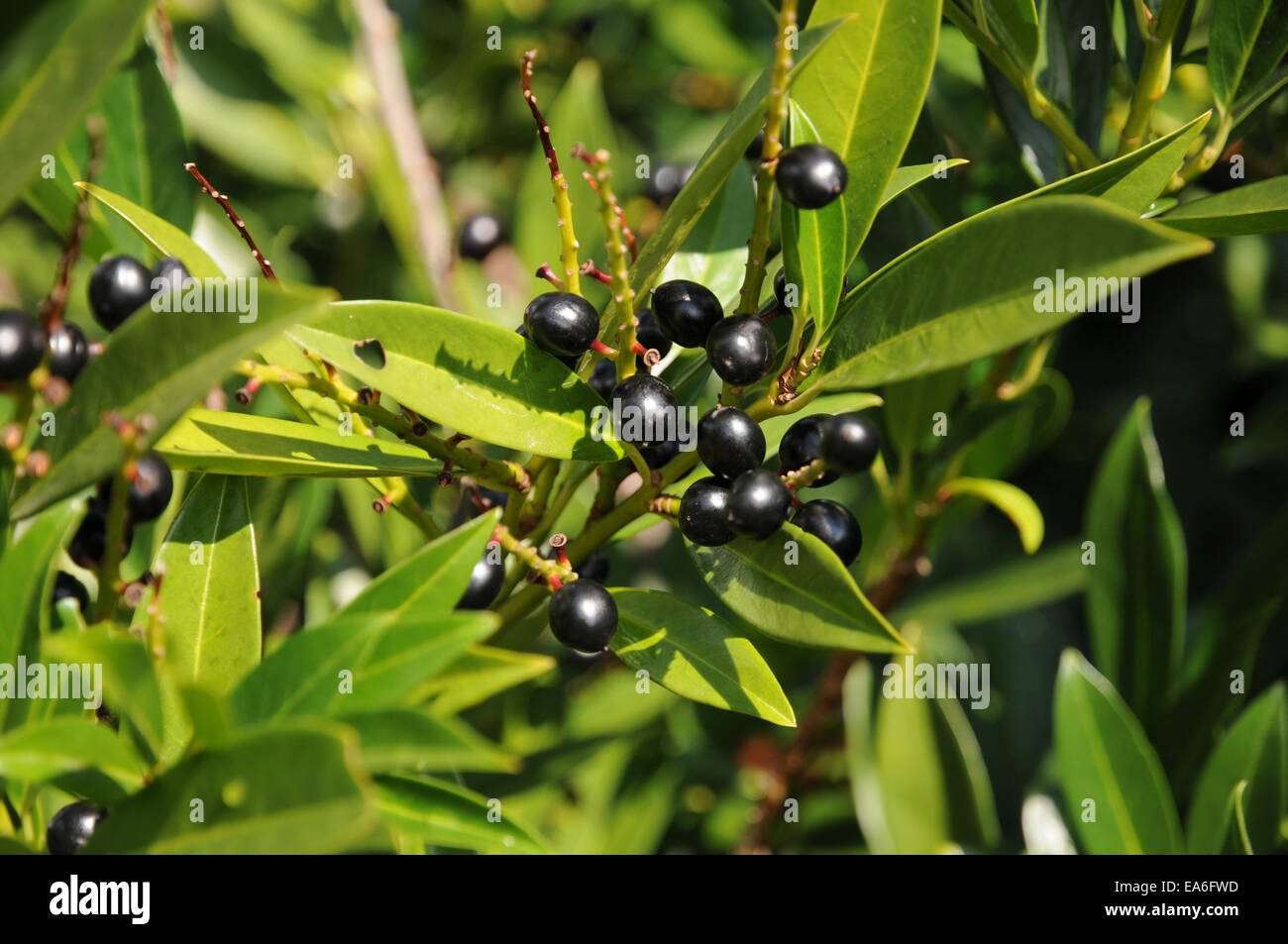 Laurel cherry Stock Photo 75132217  Alamy