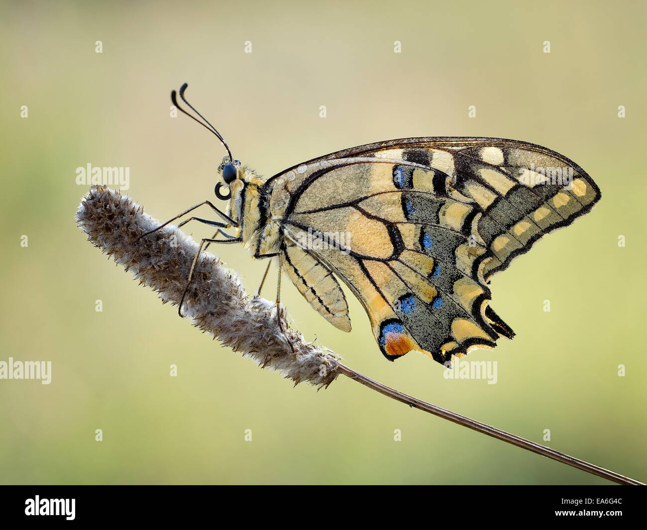Macro shot of machaon butterfly (Papilio machaon) Stock Photo