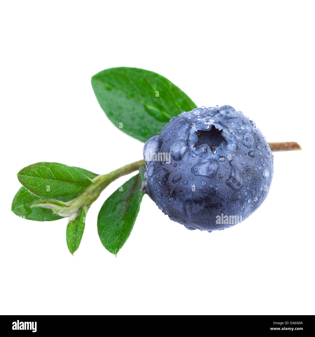 Close up of a Blueberry with water droplets and leaves Stock Photo