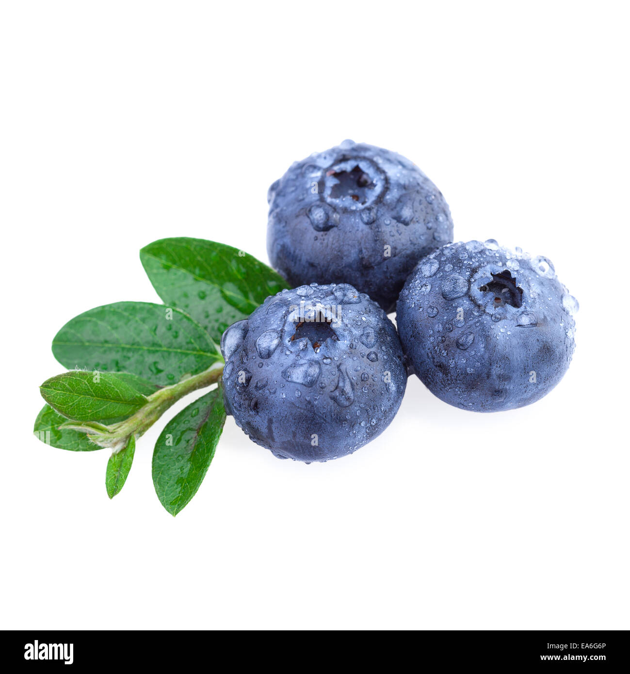 Fresh Blueberry with water droplets Stock Photo