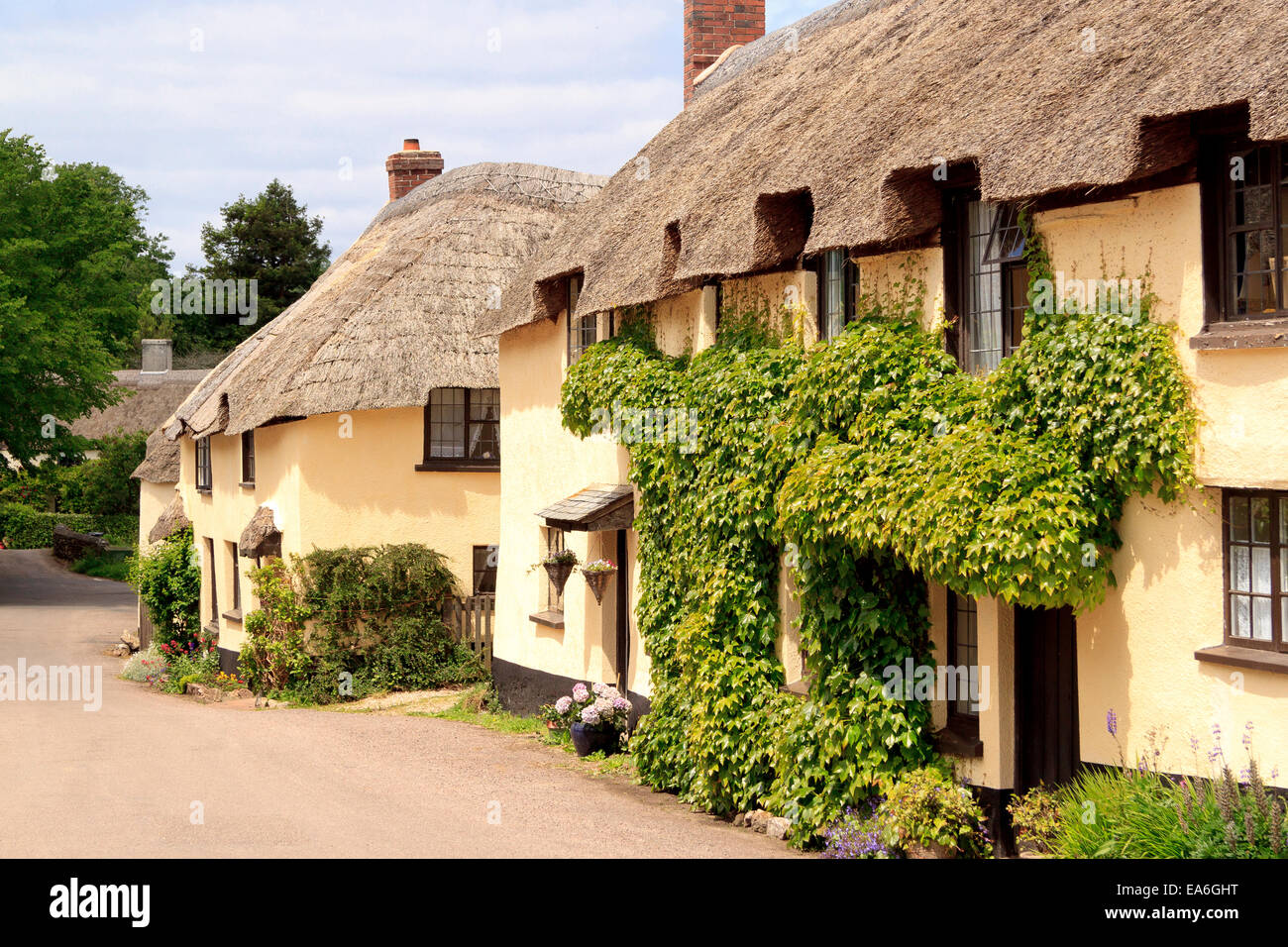 Traditional thatched cottages in a  picturesque village of Broadhembury in the Blackdown Hills, Devon, England Stock Photo
