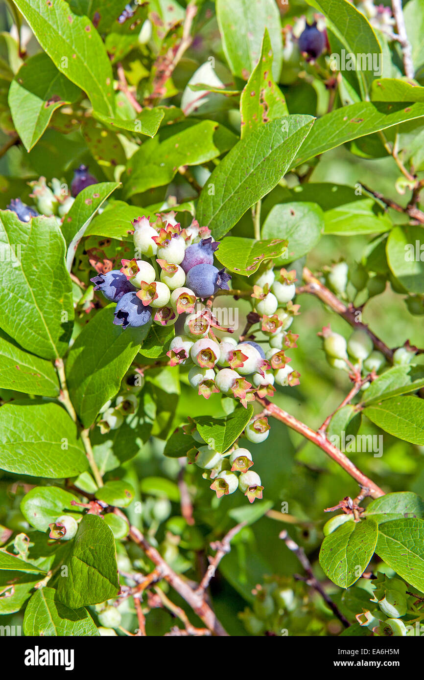 Highbush blueberries hires stock photography and images Alamy