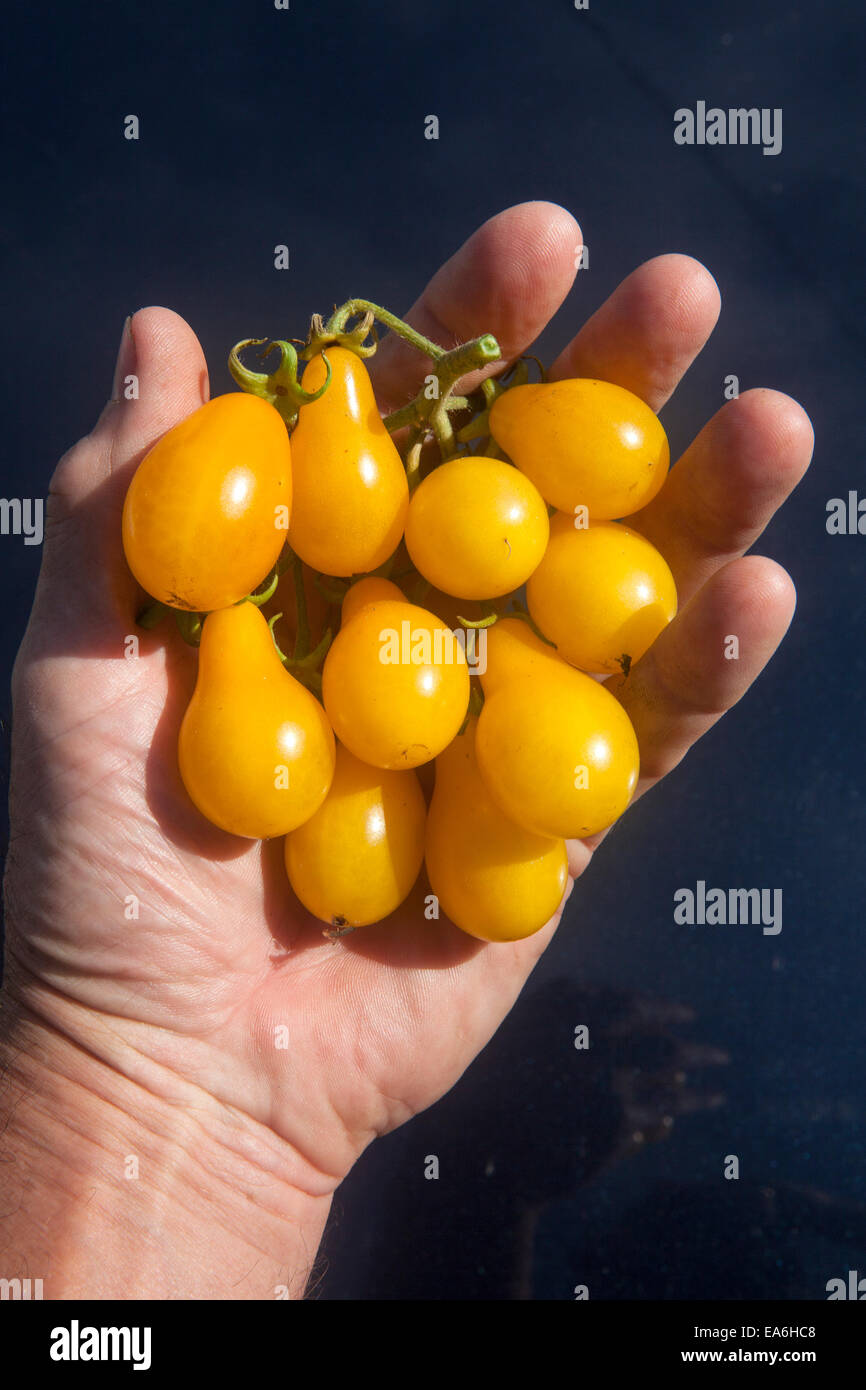 Hand holding bunch of small yellow tomatoes. Stock Photo