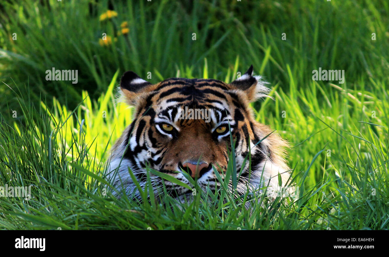 Tiger in grass Stock Photo Alamy
