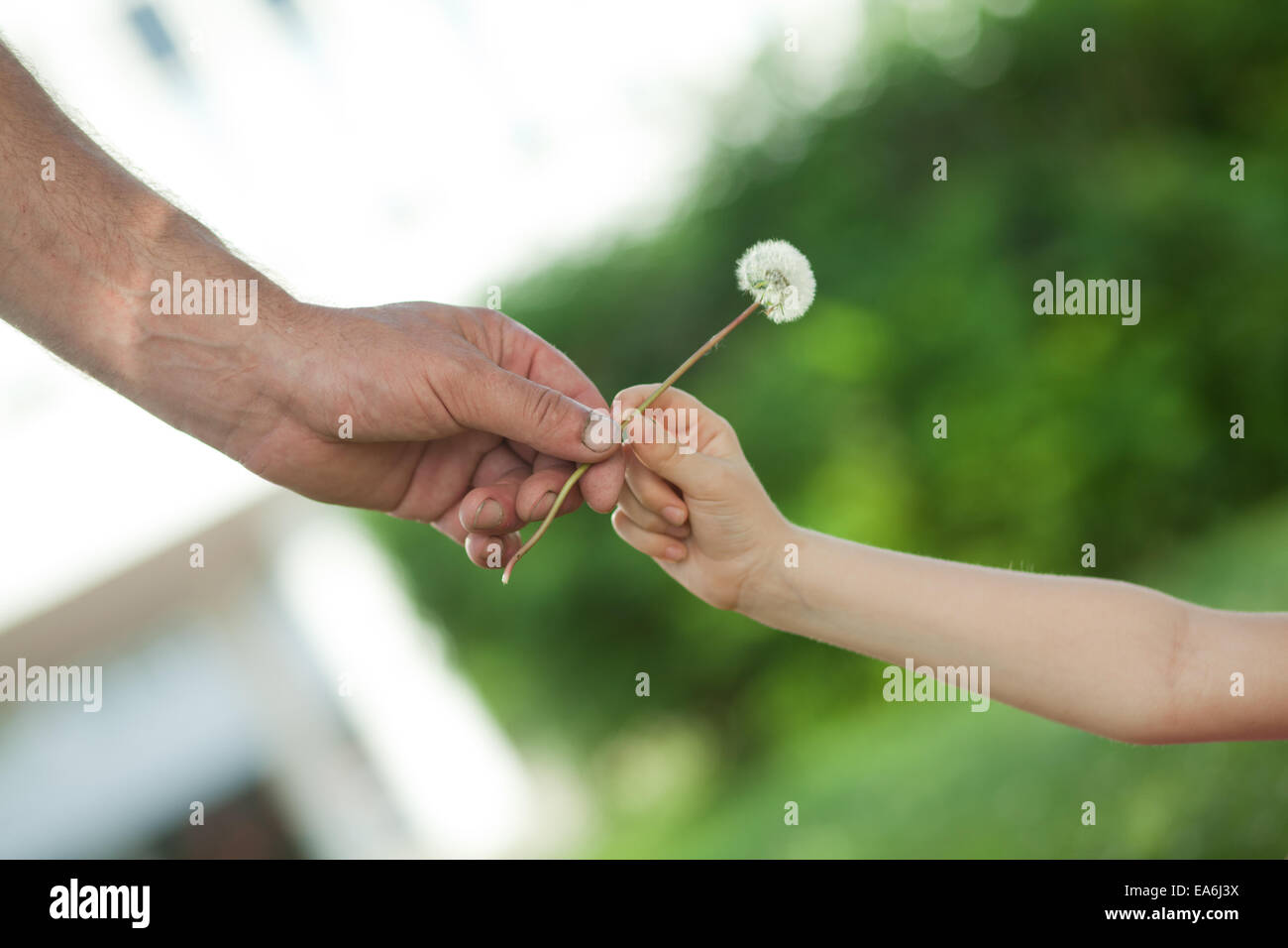 hands and dandelion Stock Photo Alamy