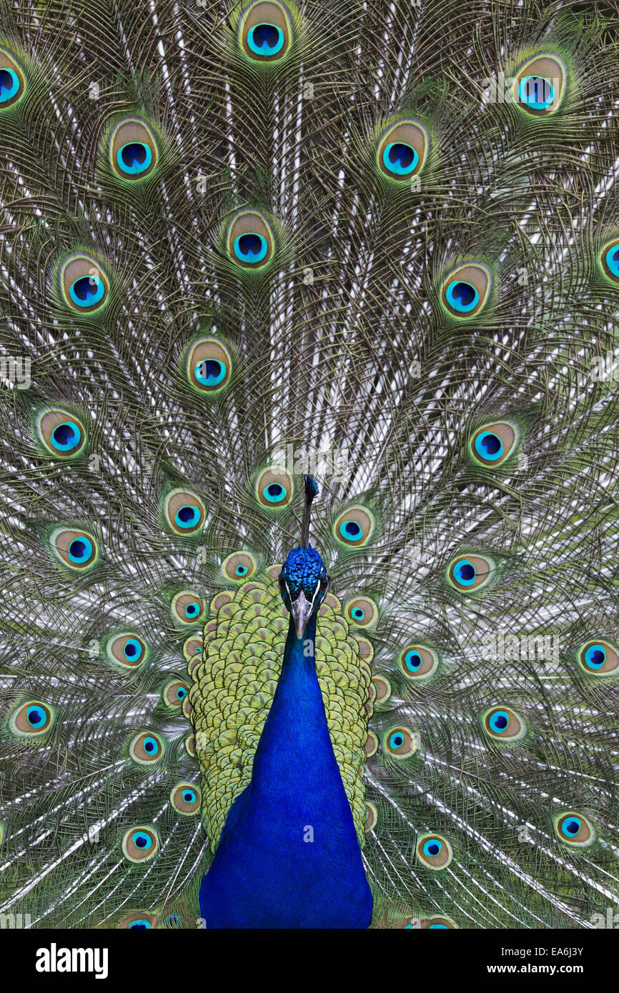 peacock Stock Photo