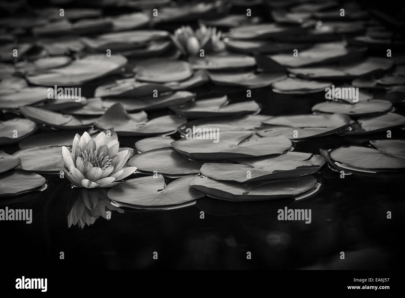 Use, California, San Diego, Lily pads on water Stock Photo