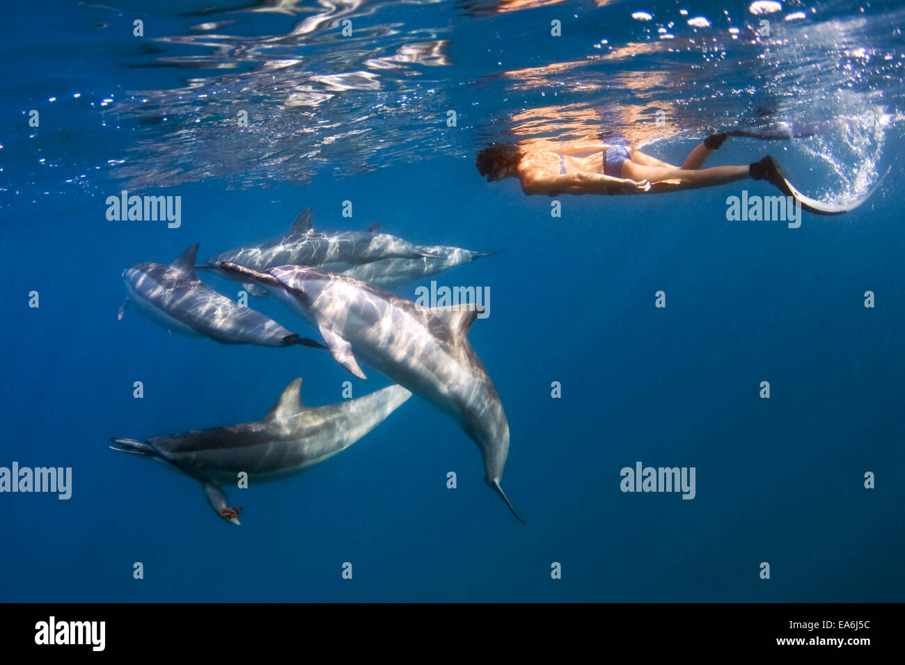 Woman free diving with a spinner dolphin, Hawaii, United States Stock Photo