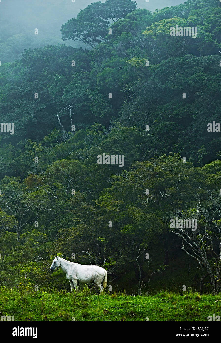 Costa Rica, White horse in jungle Stock Photo