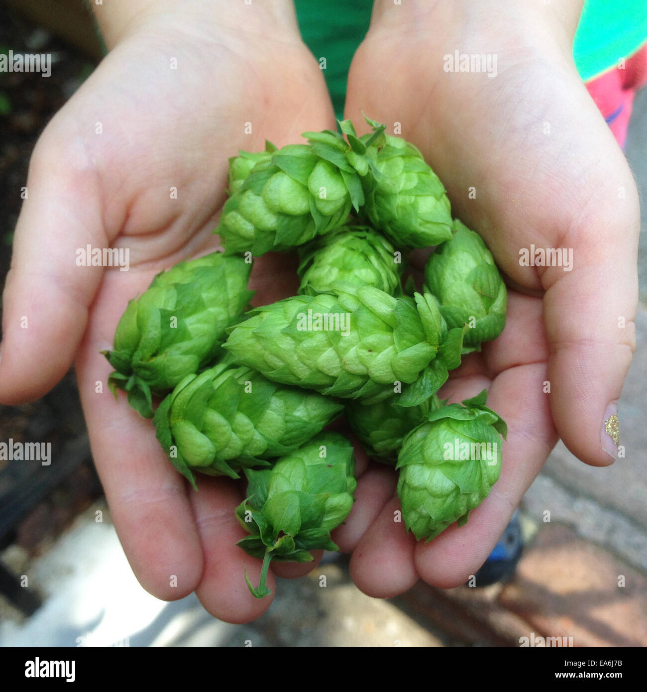 View of handful of hops Stock Photo