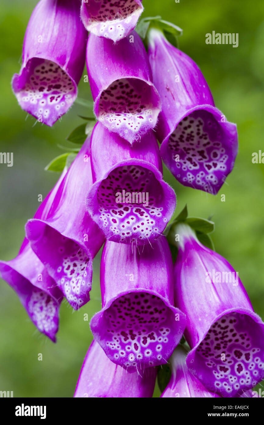 Digitalis purpurea Stock Photo