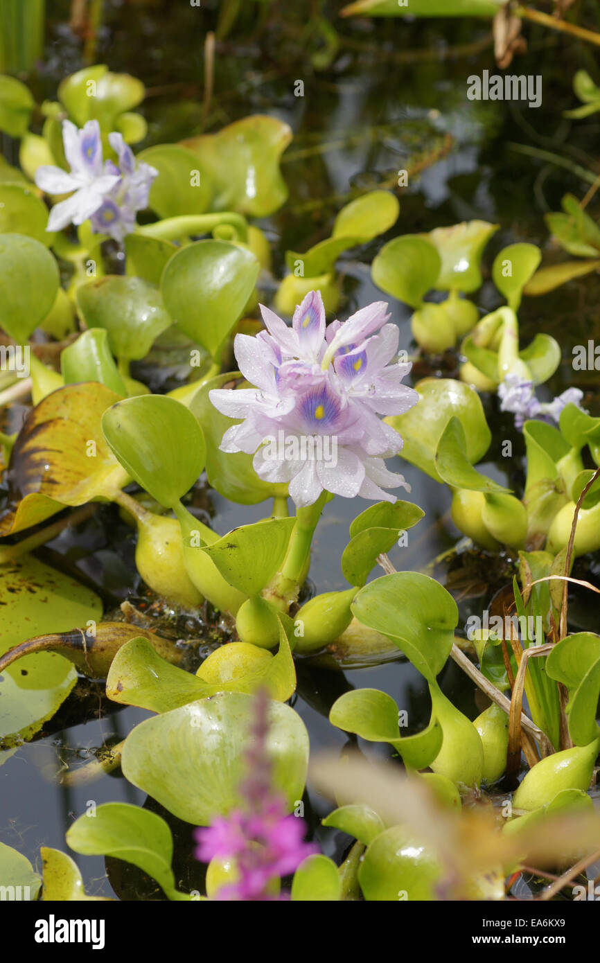 Water hyacinth Stock Photo