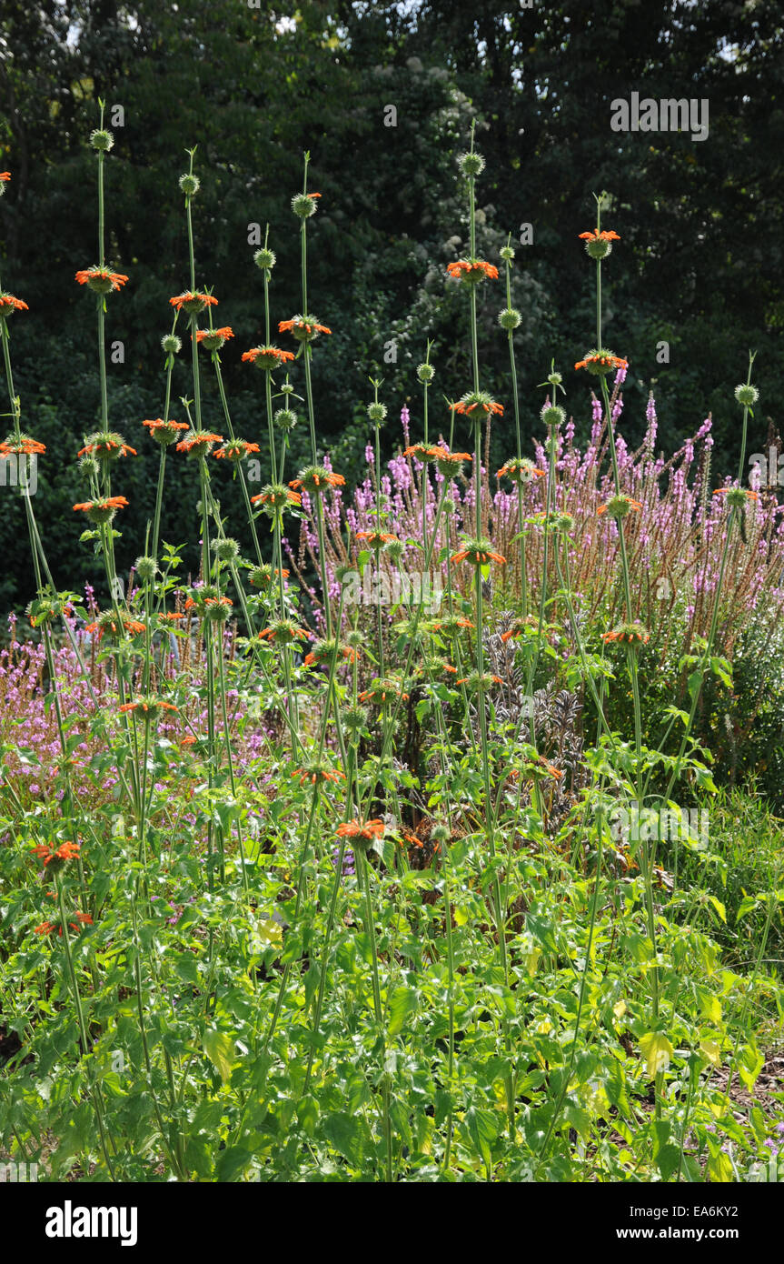 Lions ear Stock Photo