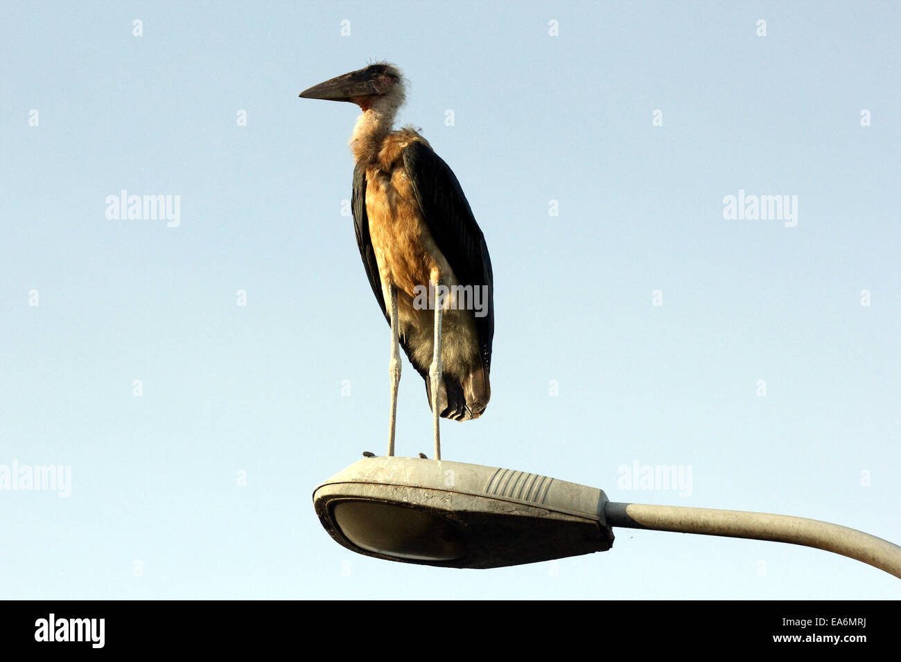 Kampala, Uganda. November 7th, 2014. A marabou stock patches on a lamp post in the Ugandan capital Kampala. Such scavenger birds are of vital help for clearing some of the rubbish in most urban centers, according to environmentalists. Credit:  Samson Opus/Alamy Live News Stock Photo