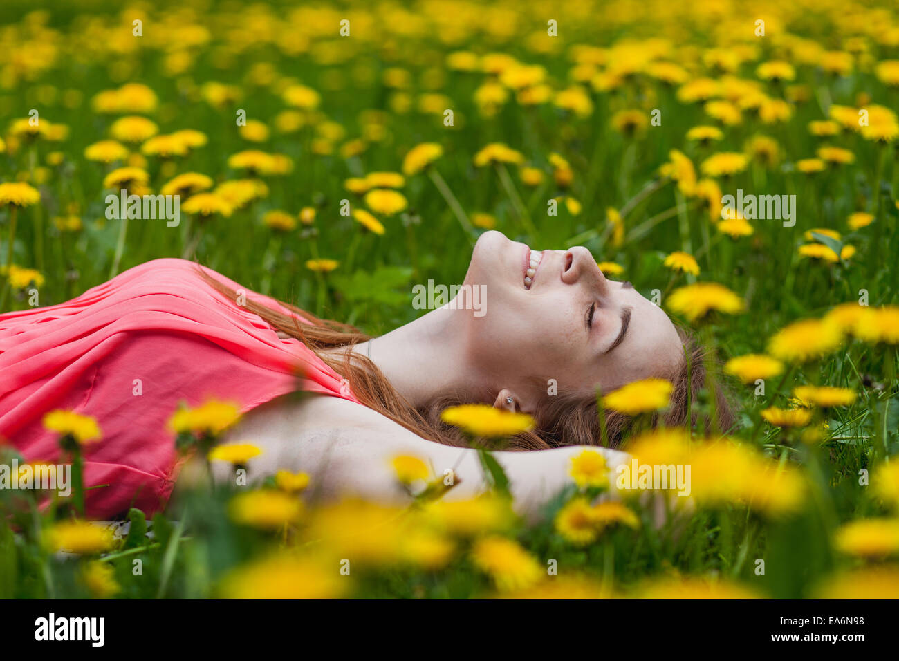 beautiful girl lying on the field of dandelions Stock Photo - Alamy