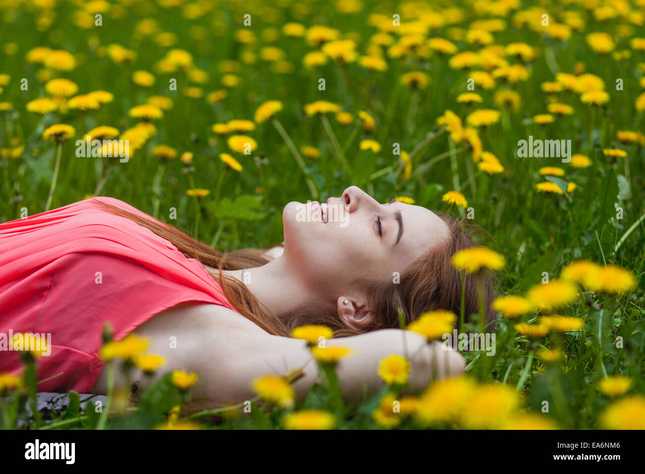 beautiful girl lying on the field of dandelions Stock Photo - Alamy
