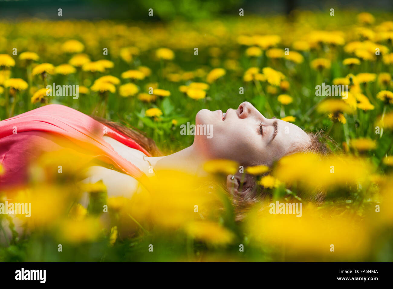 beautiful girl lying on the field of dandelions Stock Photo - Alamy