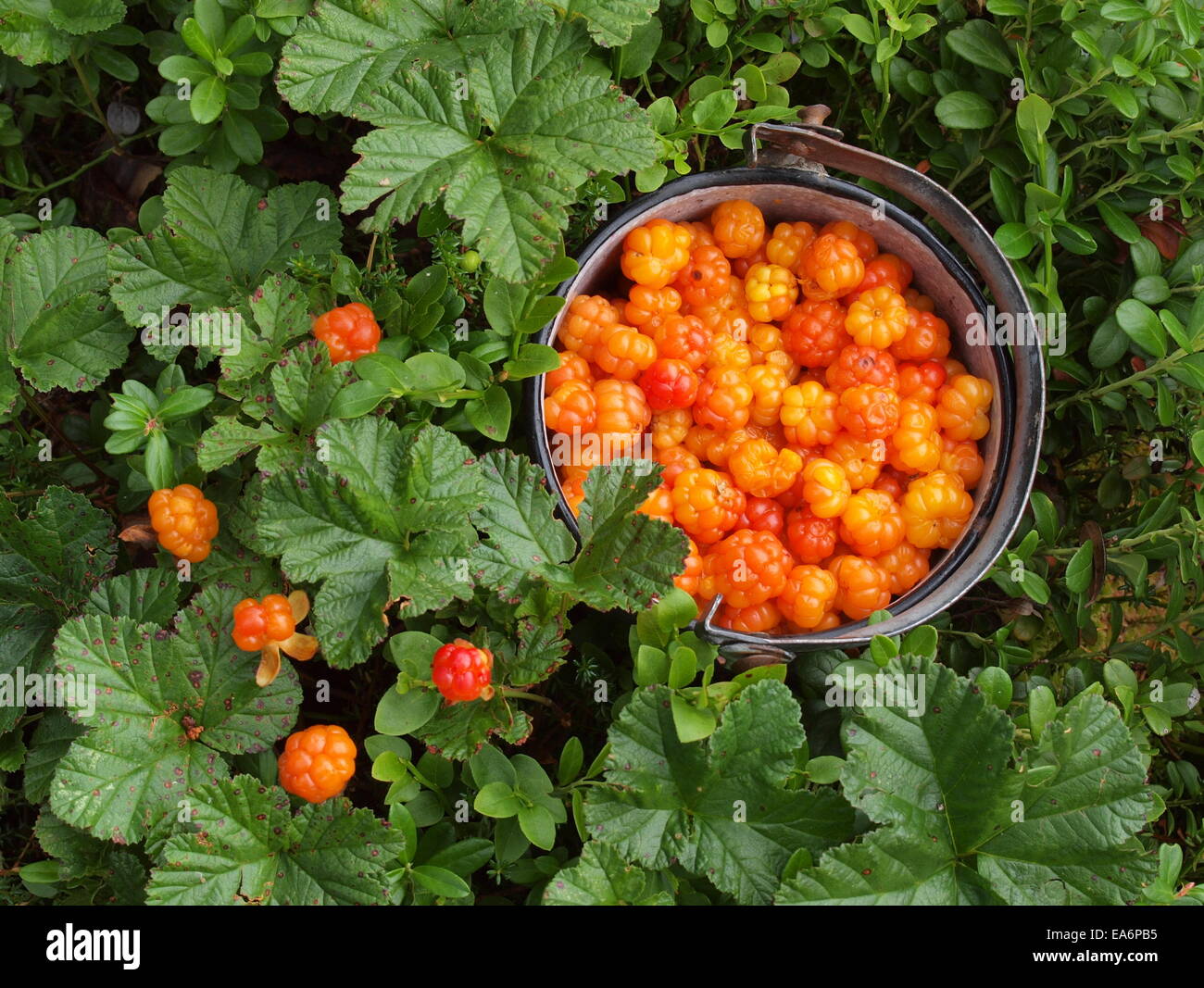 Cloud berry, nordic berry Stock Photo - Alamy