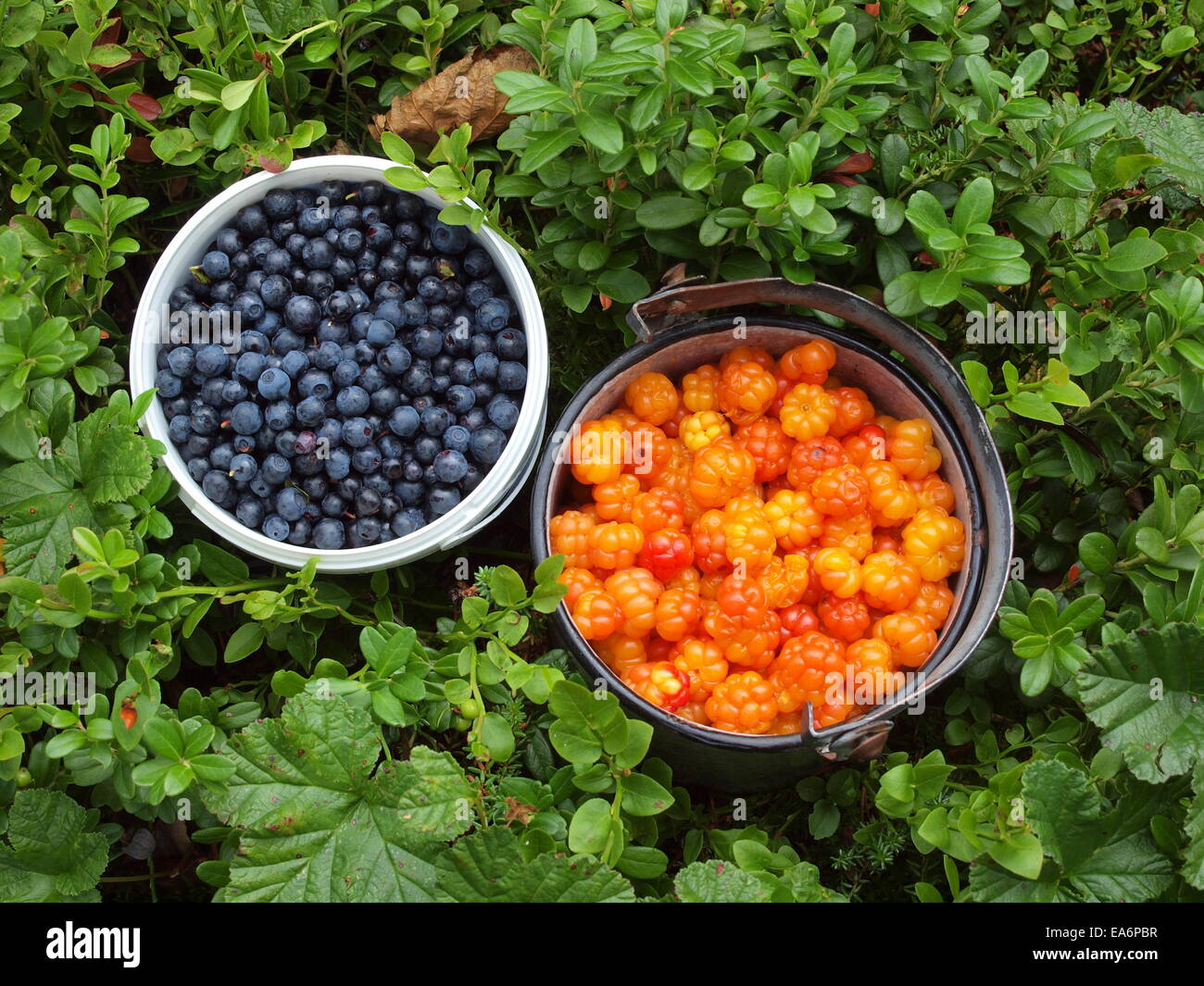 Cloud berry, nordic berry, blueberry Stock Photo - Alamy
