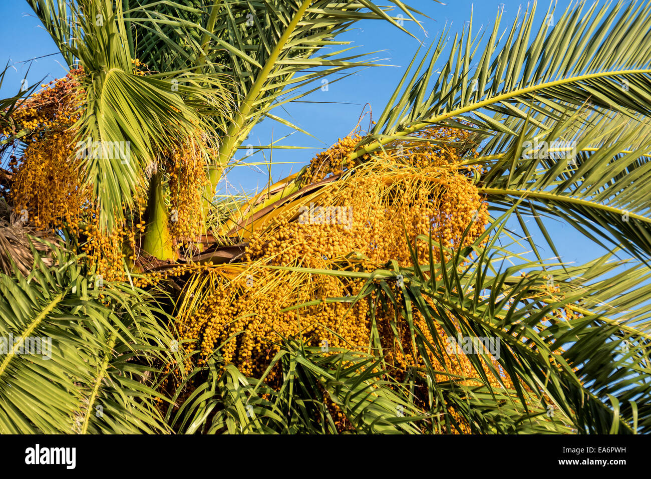 Ripe Date Fruit on Palm Tree, blue sky background Stock Photo