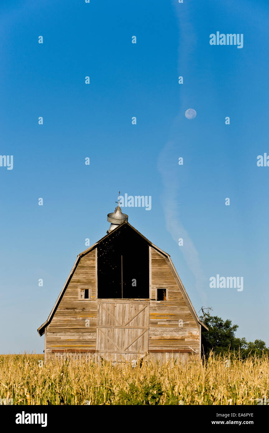 Old barn in a corn field with moon, Charles Mix County; South Dakota, United States of America Stock Photo