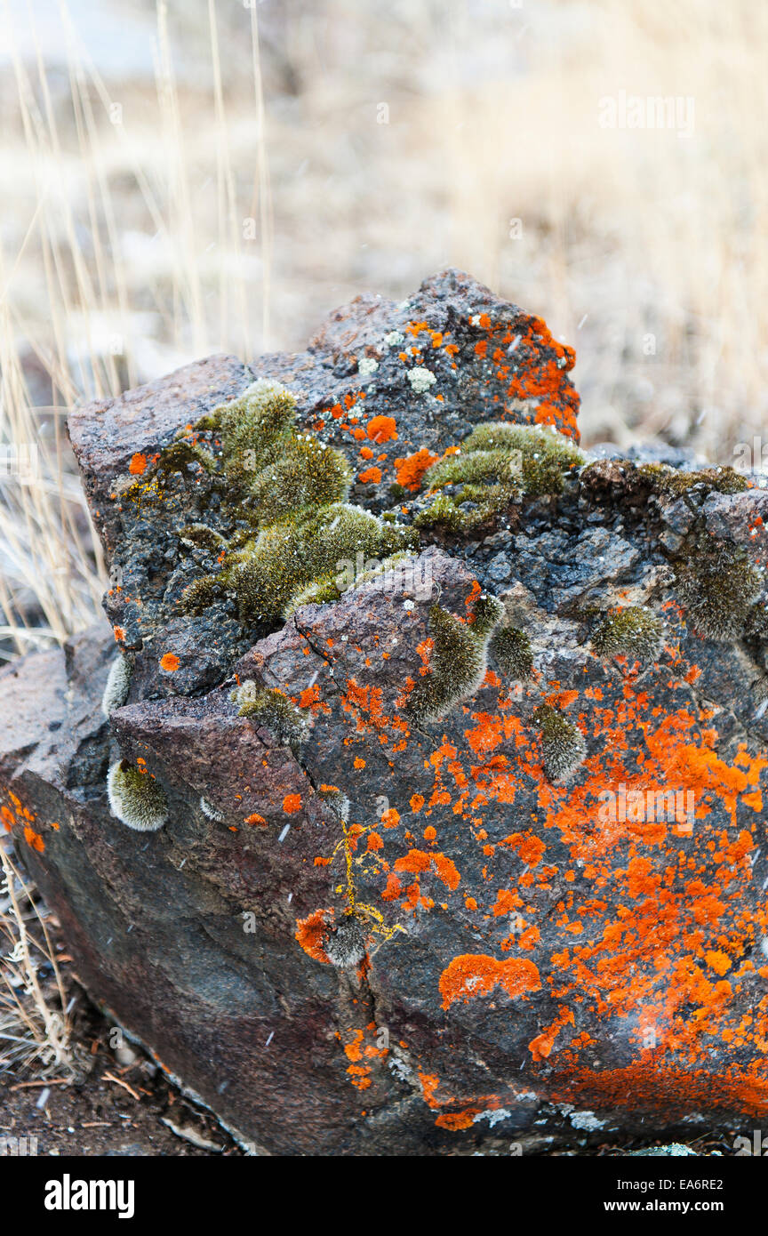 Orange lichen and moss on a volcanic rock in the high desert of Nevada, near Cedarville; California, United States of America Stock Photo