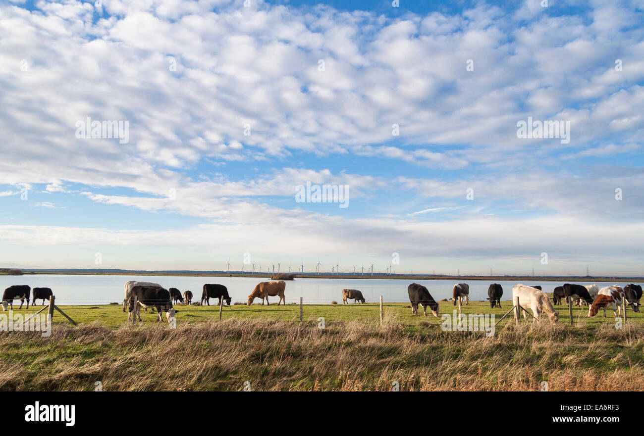 Cows grazing on  Walland Marsh with the turbines of Little Cheyne Court windfarm in the background Stock Photo