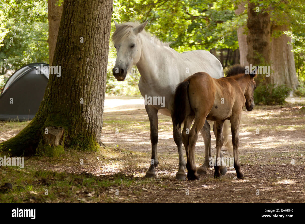 A mother new forest pony with her foal - a tent in the background Stock Photo