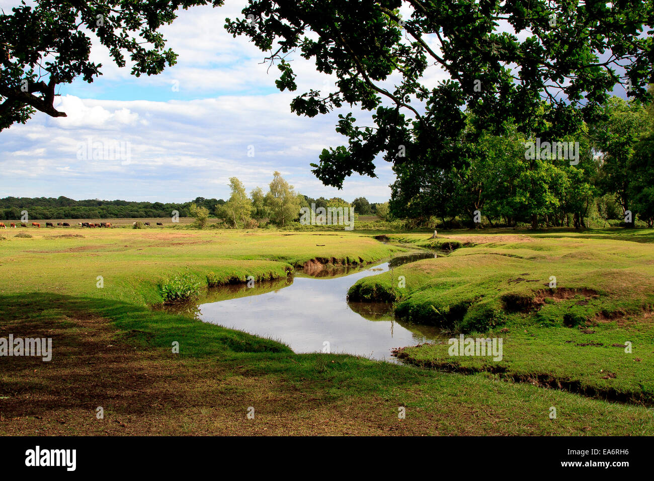 Beaulieu River meandering through the New Forest; picturesque English countryside near Ashurst Stock Photo