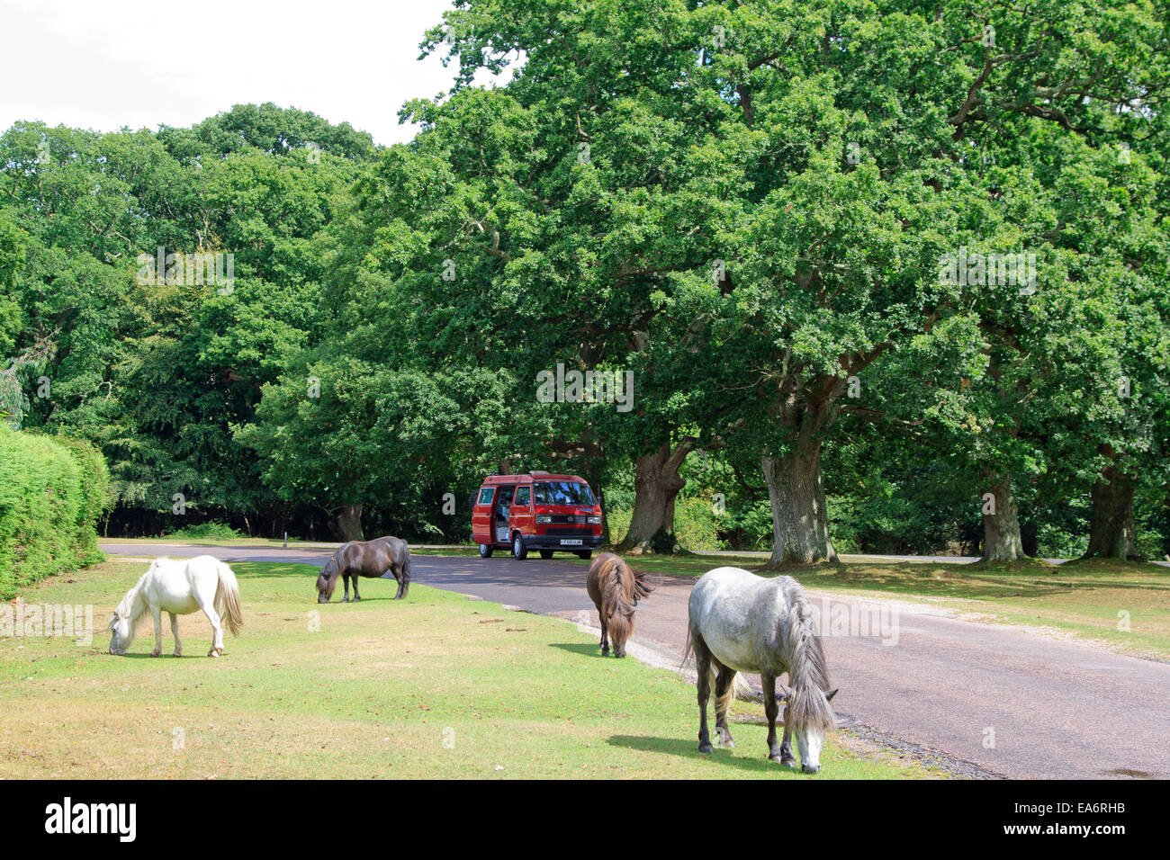 Ponies grazing by a road in the New Forest, England Stock Photo