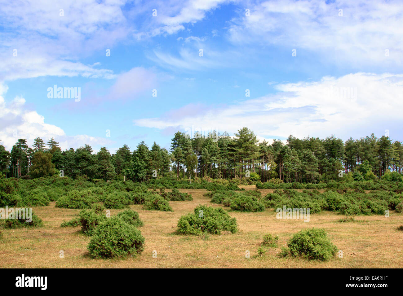 Heathland in the New Forest National Park, Hampshire, England Stock Photo