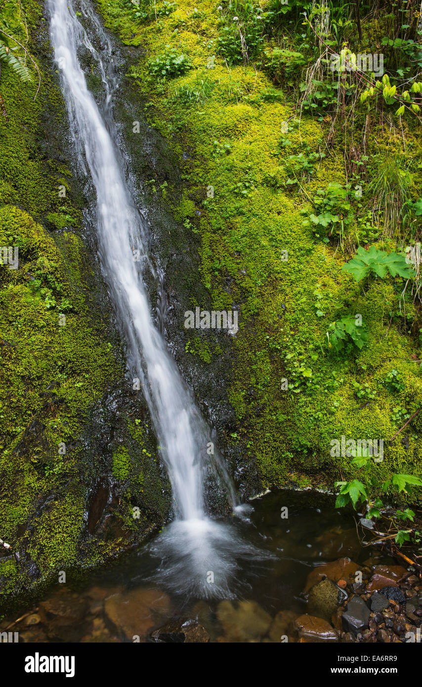 A mountain brook cascades down Saddle Mountain; Hamlet, Oregon, United States of America Stock Photo