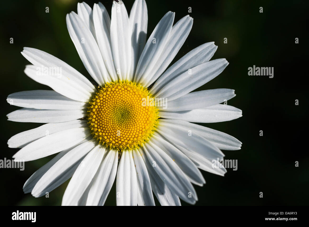 Daisy blooms hires stock photography and images Alamy(02)