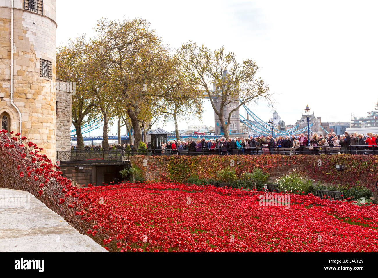 Tower of London Poppies Stock Photo Alamy