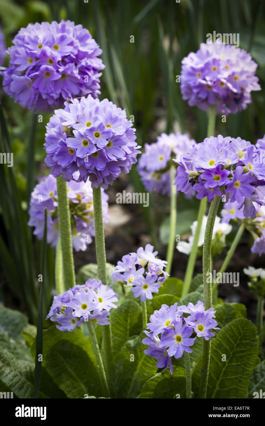 Primula denticulata Stock Photo