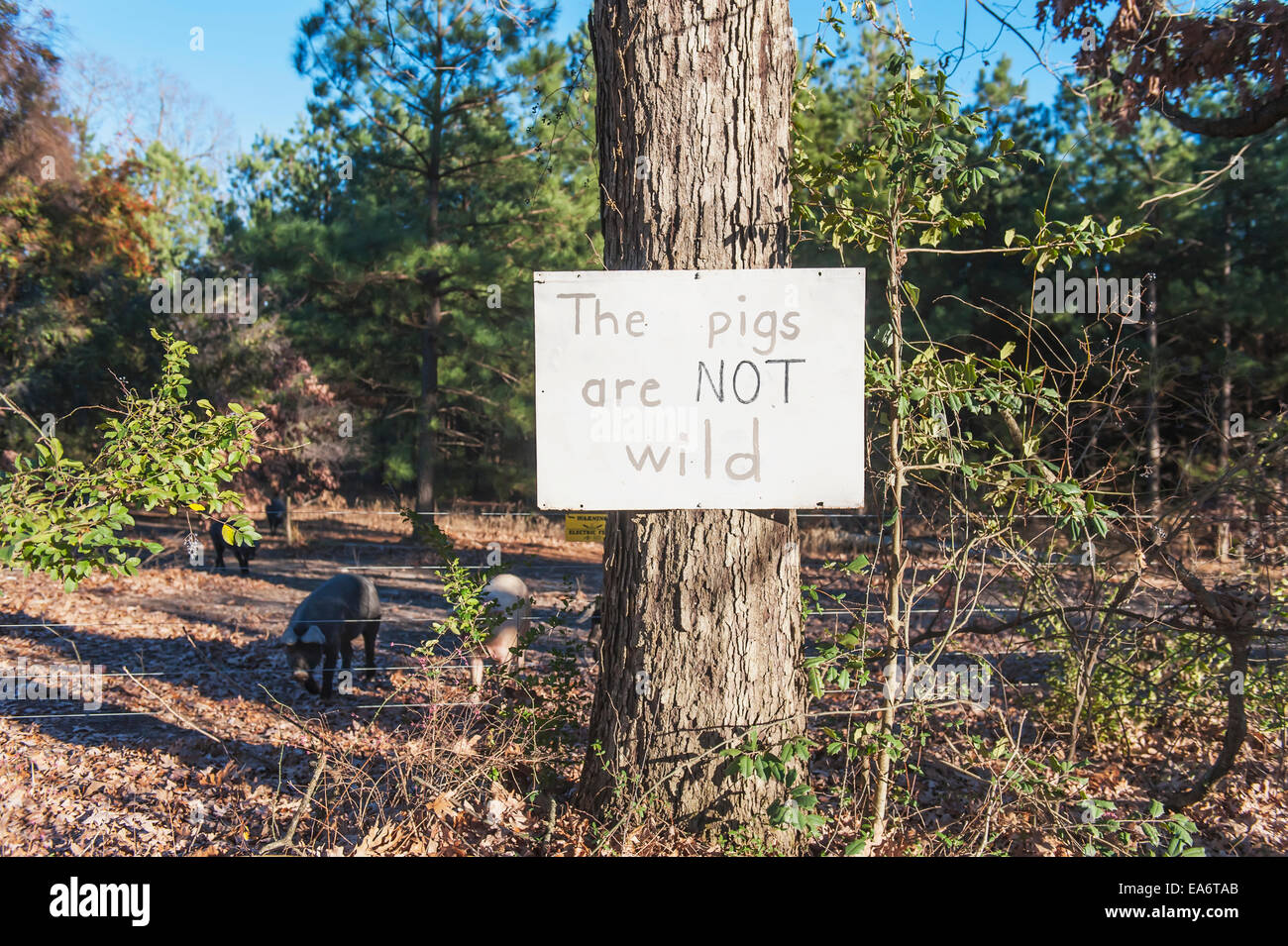 Free range pigs on the farm; Grannis, Arkansas, United States of ...