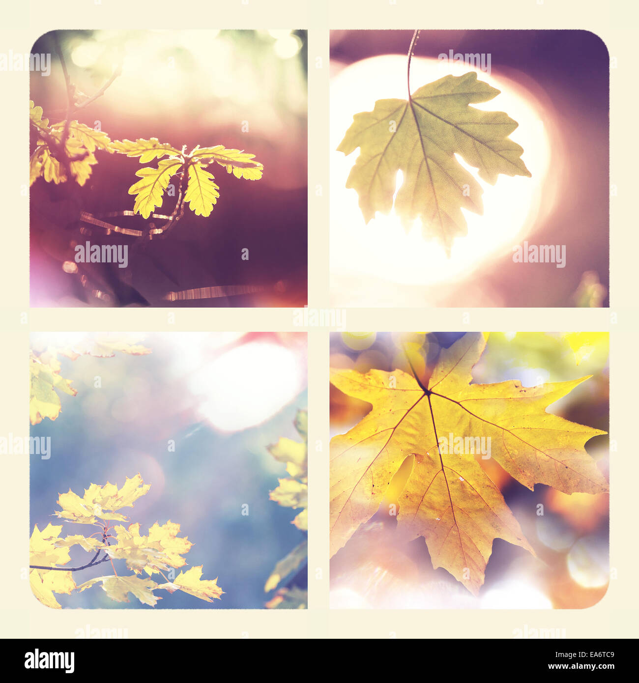 Autumn collage Stock Photo