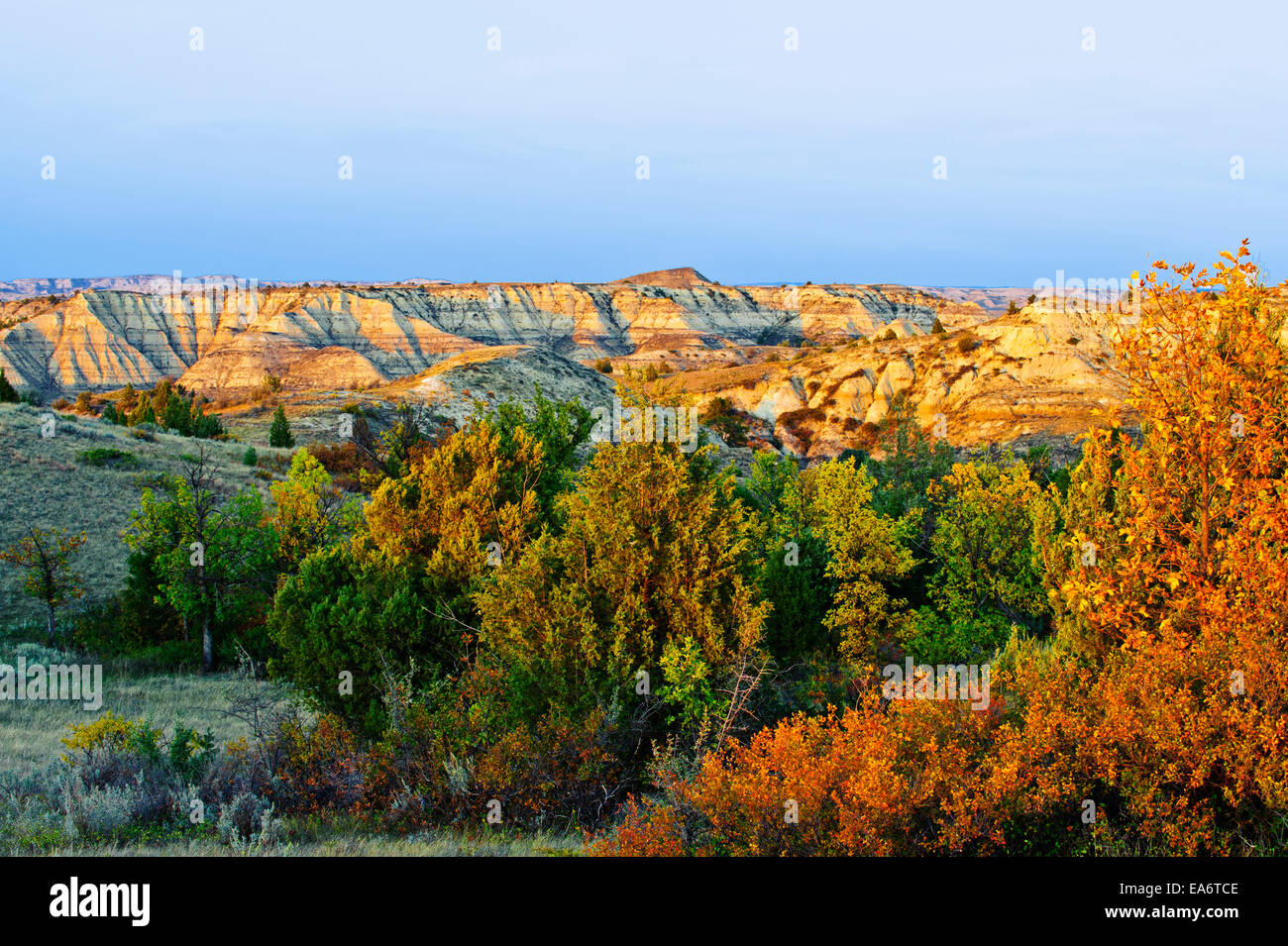 Juniper and canyons, Little Missouri Grasslands; North Dakota, United States of America Stock Photo
