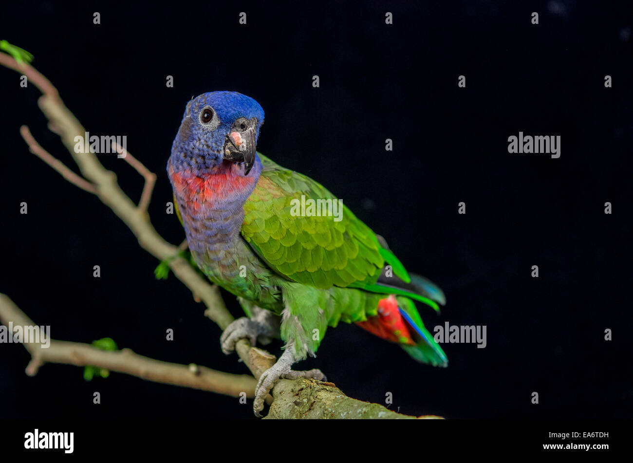 blue headed parrot sitting on a branch Stock Photo - Alamy