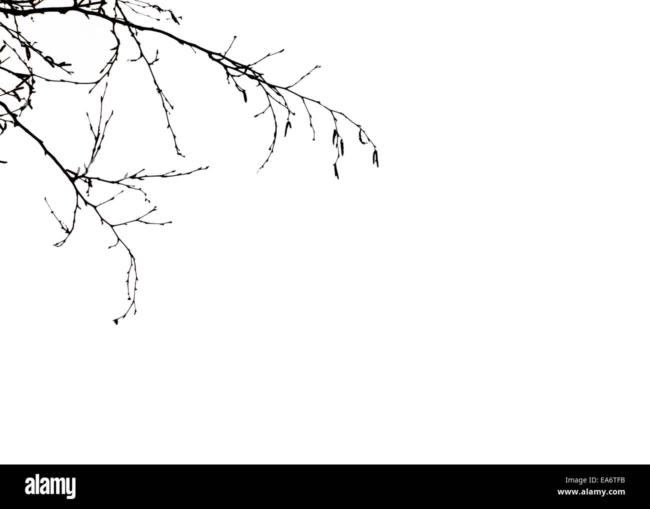 Silhouetted tree branches. Stock Photo