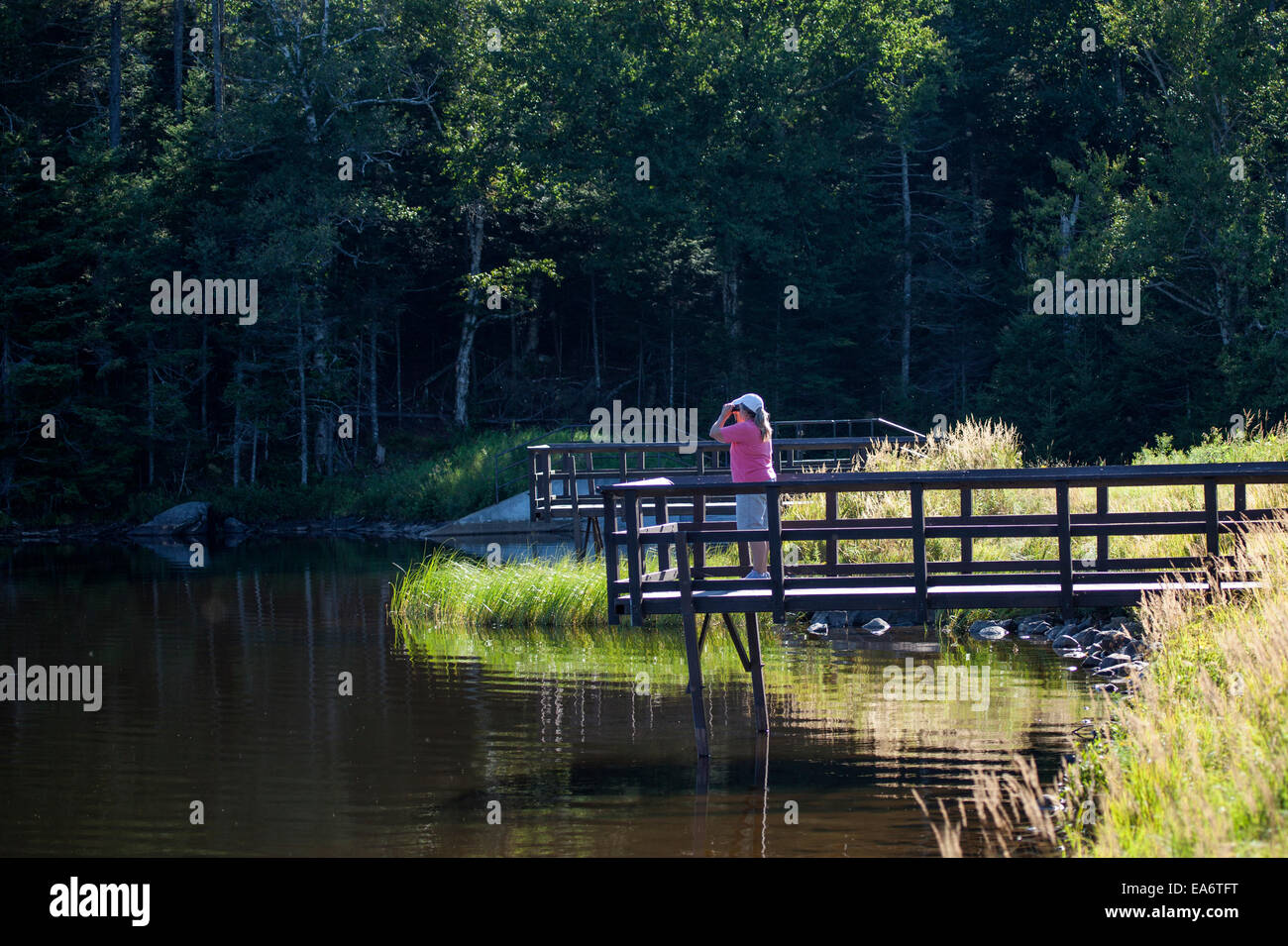 A woman stands on a dock and uses binoculars for spotting wild birds and other wildlife in a wetland in New Hampshire, USA. Stock Photo